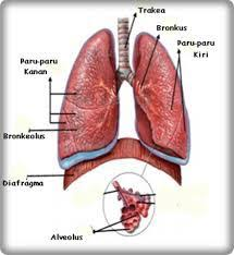 Illustration for article titled Info Penyakit Paru Paru Basah